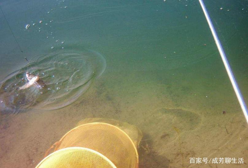 夏季垂釣羅非魚的好時候，這幾個技巧非常好用，不看可惜！
