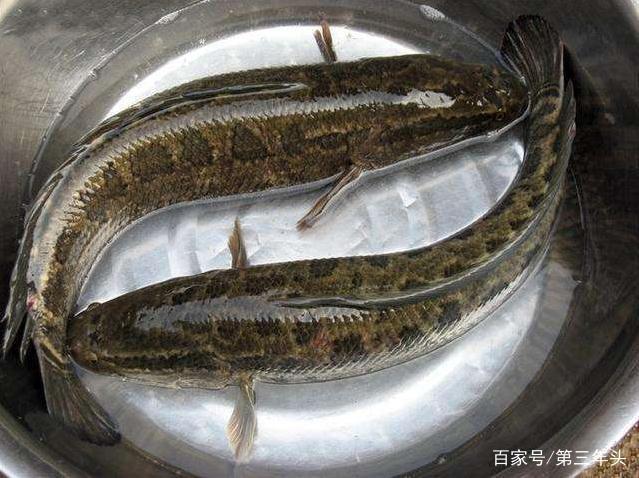 冬季如何找黑魚，選擇這樣的釣點，釣黑魚就成功了一半！