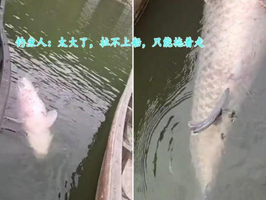 千島湖有人釣到80多公斤的大魚，網友：能賣多少錢？
