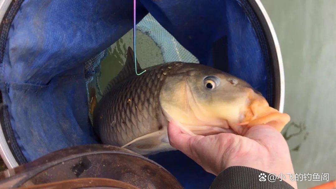 一把干麥子下水，鯽鯉全來報道！小魚啃不動，打隔夜窩首選