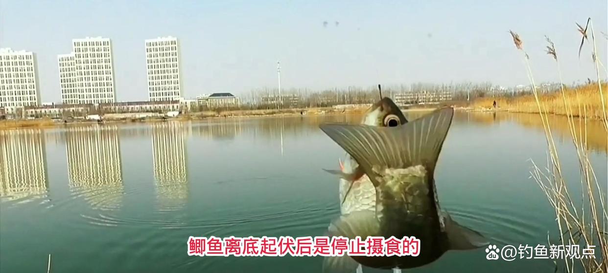 春季如何野釣鯽魚，老釣魚人的應對方法值得參考