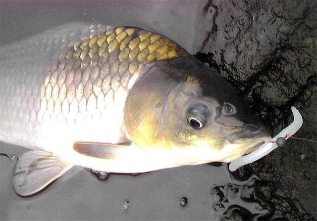 春季釣鯉魚，釣位和釣點要學會選擇，這里會告你選擇的秘籍