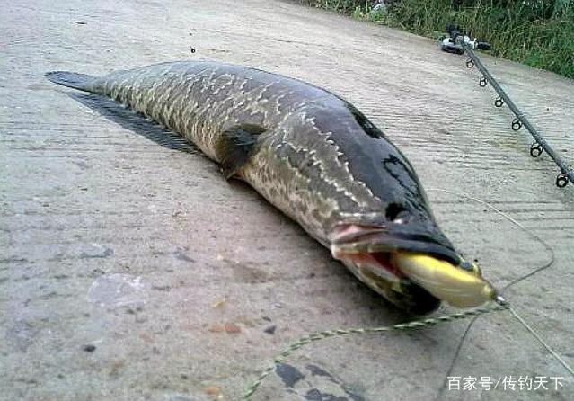 路亞黑魚實戰技巧，絕對干貨