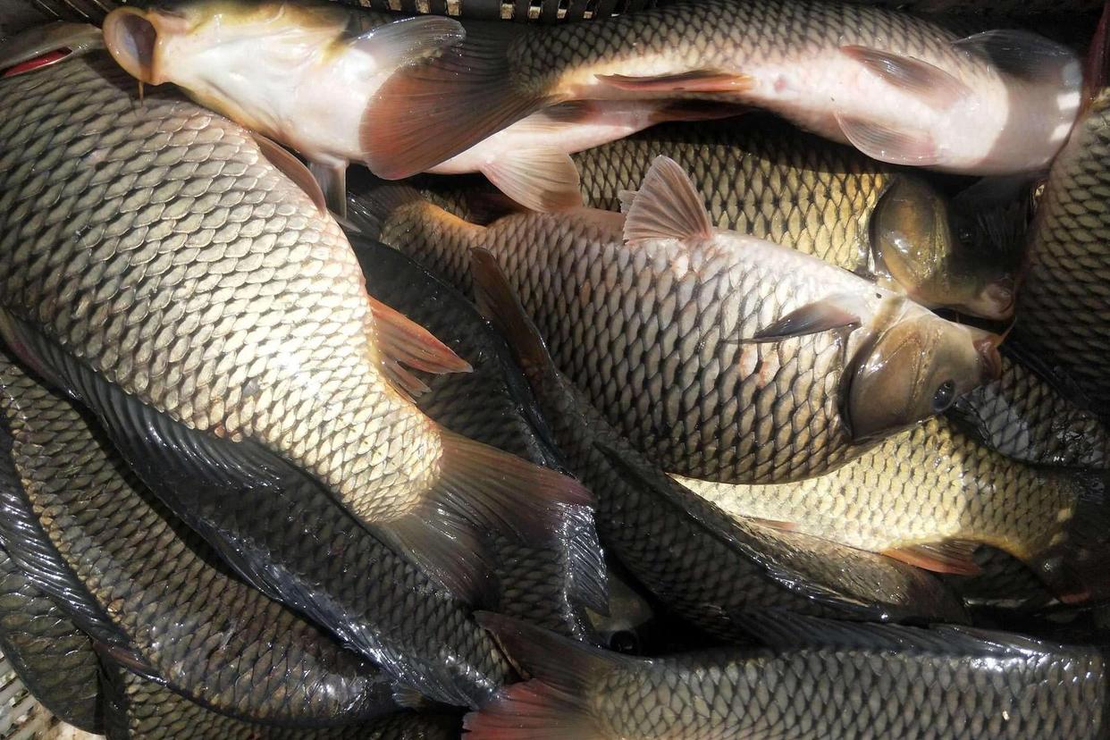 野釣鯉魚用什么餌料最好？（絕殺餌推薦）