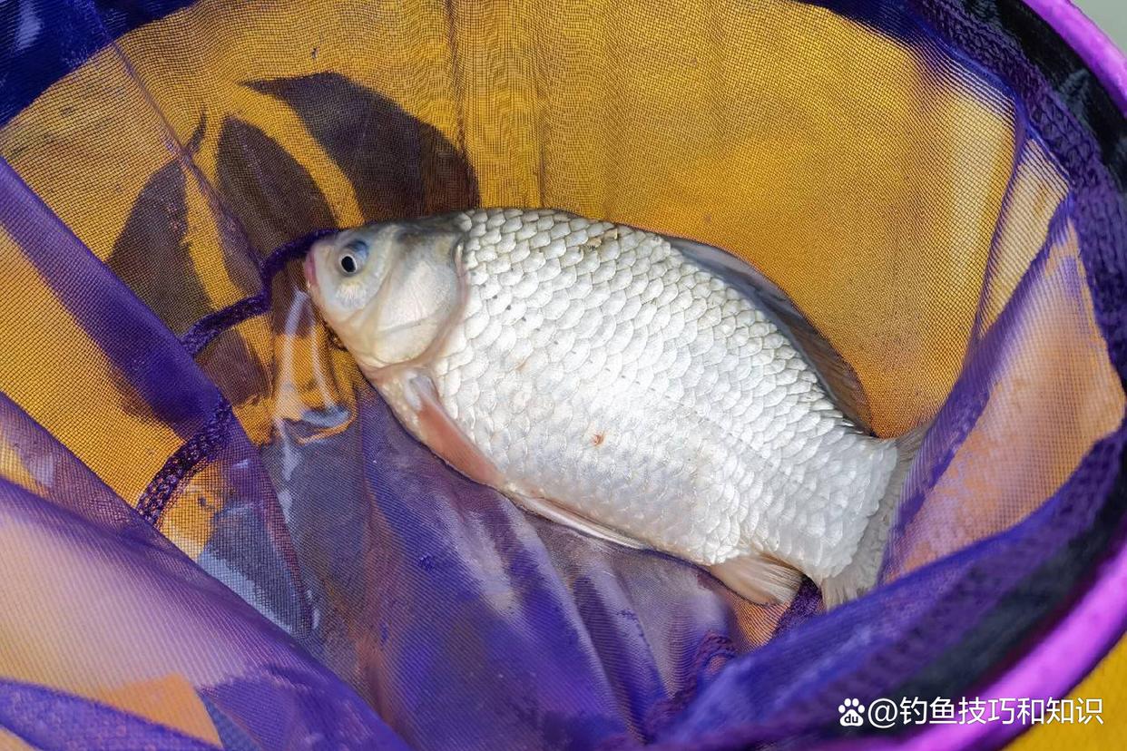 仲春釣鯽魚的4句口訣，掌握以后能大幅提高釣獲