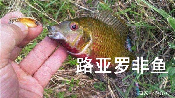路亞羅非魚 實戰技巧 采用假餌