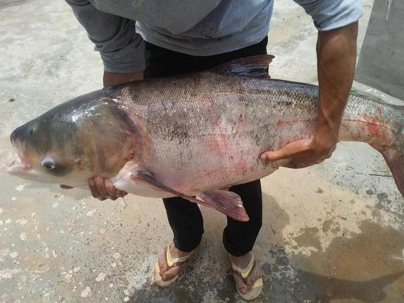 老釣客分享，釣鰱鳙魚的一些秘法，學會后你會為魚太多而發愁！