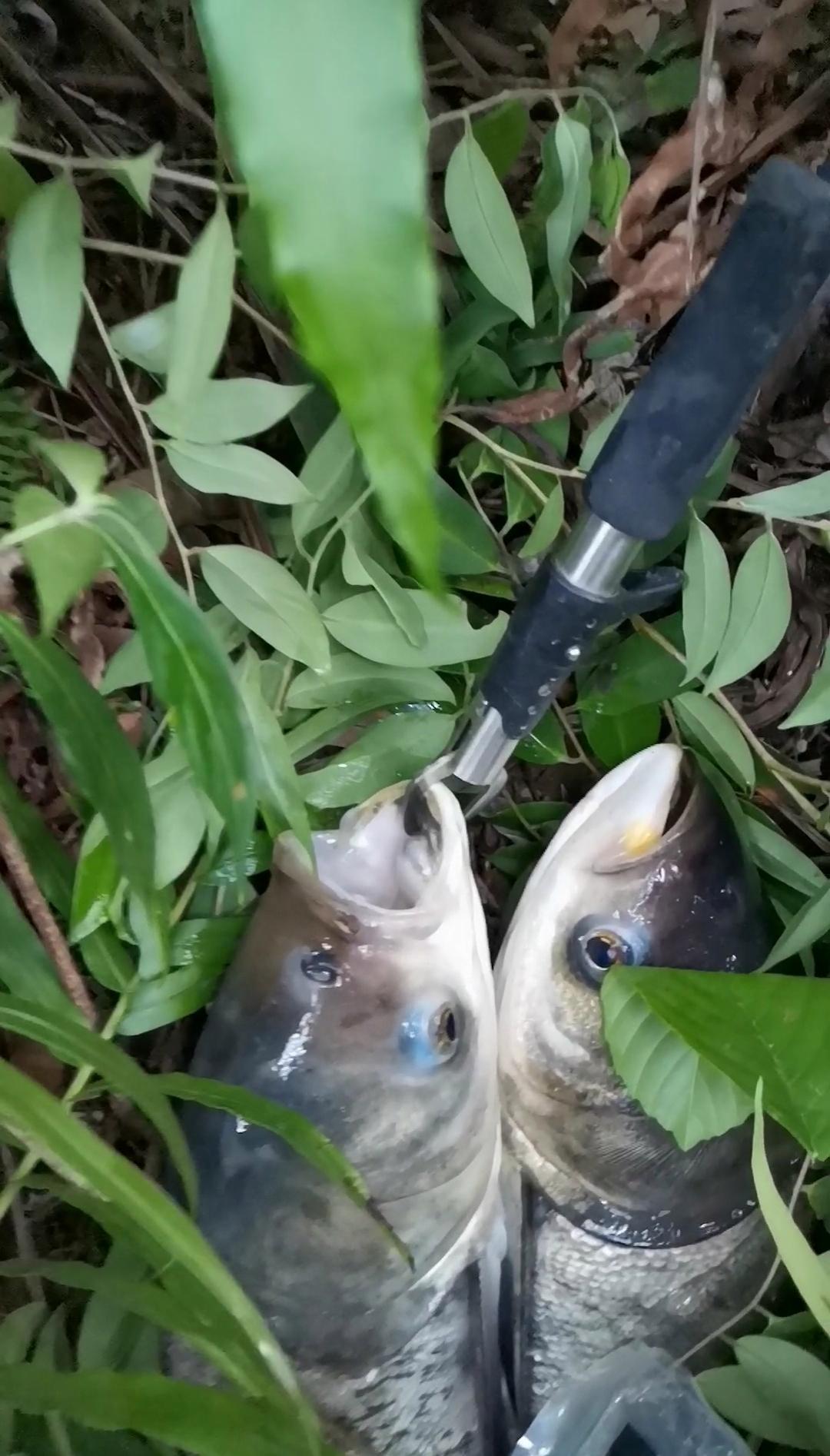 了解鰱鳙的活動習性，就會知道用什么釣鰱鳙了很容易把魚釣上來