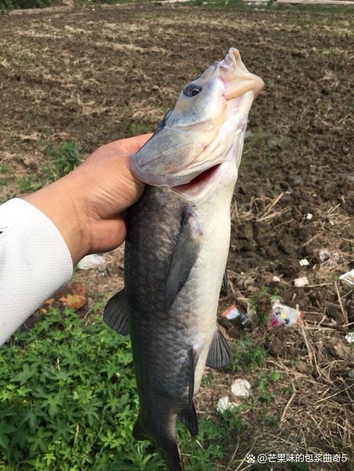 釣魚人的小技巧新手篇