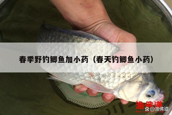 春季野釣鯽魚加小藥（春天釣鯽魚小藥）