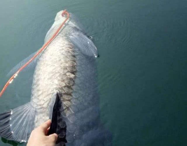釣魚的人釣獲了一條八十斤的青魚后，又放生，慈悲之心，善良之人