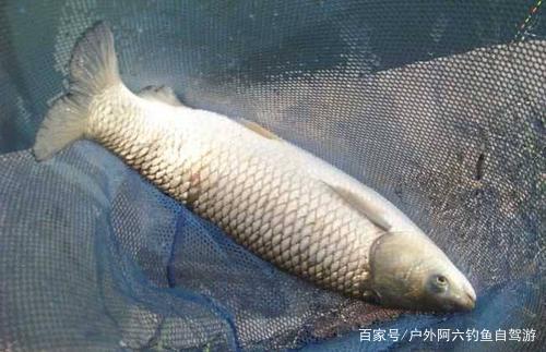 秋季野釣大草魚，必須搞明白這4個技巧