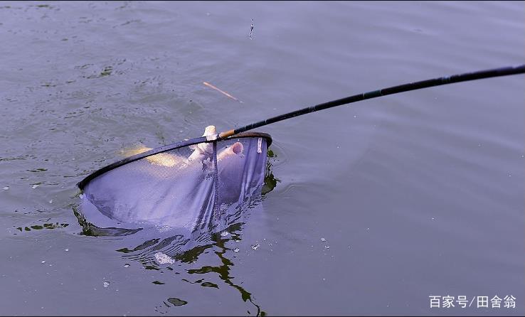 不要總是抱怨草魚難釣，做好這些功課，就能“放長線，釣大魚”