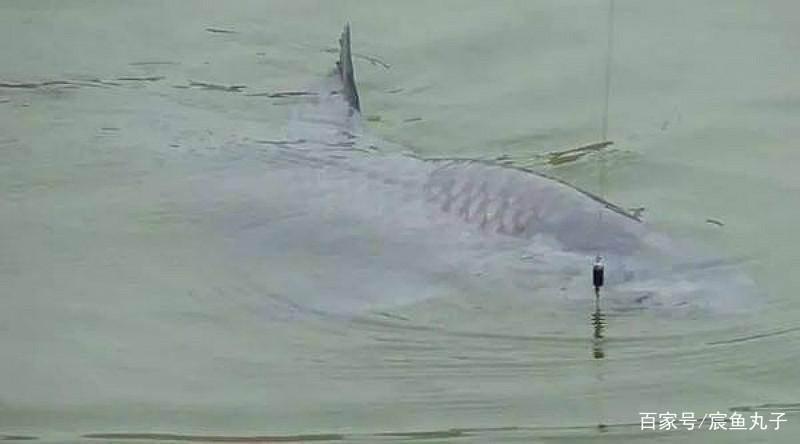 野生青魚怎么釣？磯竿滑漂，專釣深水青魚