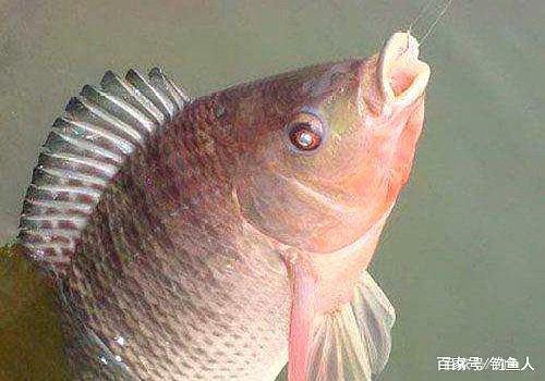 羅非魚是越大越難釣，若想釣獲大羅非，這套技巧你不得不知