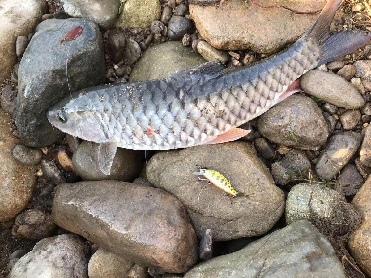 經常被人誤認成草魚，殊不知是“淡水之王”，運氣好才能釣到