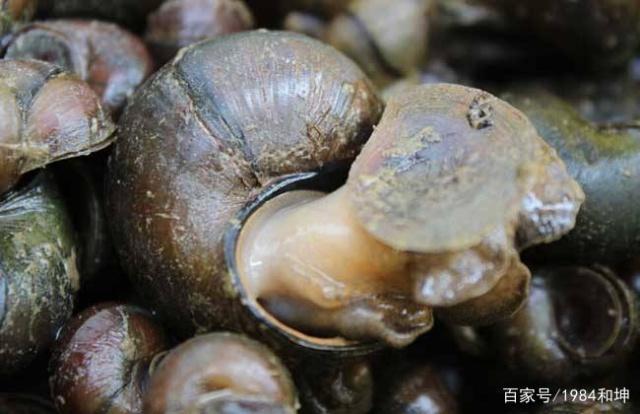 釣好大青魚的一些方法