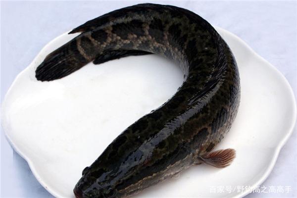 老釣手分享怎么做到釣黑魚一釣一個準！技巧都在這兒了