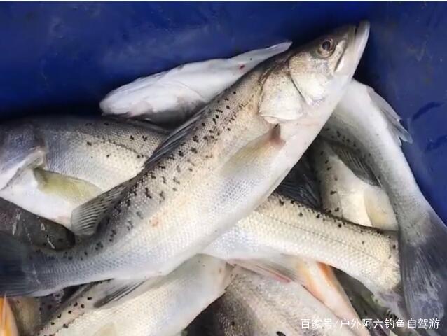 海釣鱸魚，采用“漂蝦”重磯釣法釣鱸魚介紹