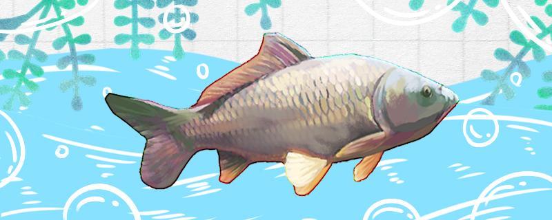 冬季黑坑釣鯉魚技巧，冬季黑坑釣鯉魚打窩技巧