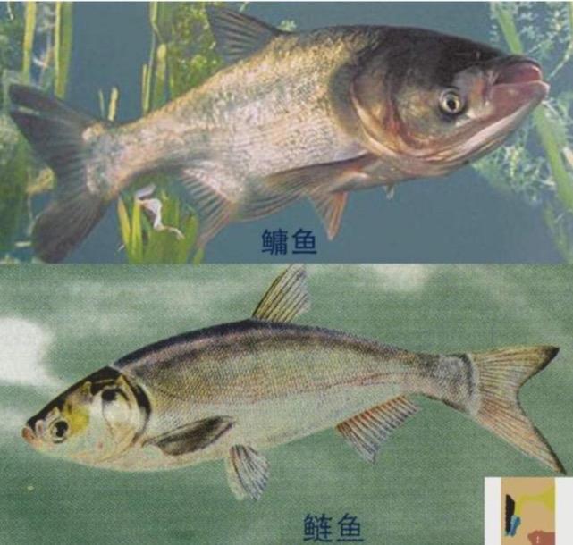 夏季釣鰱鳙，新手掌握好這三點，你也能盤老板