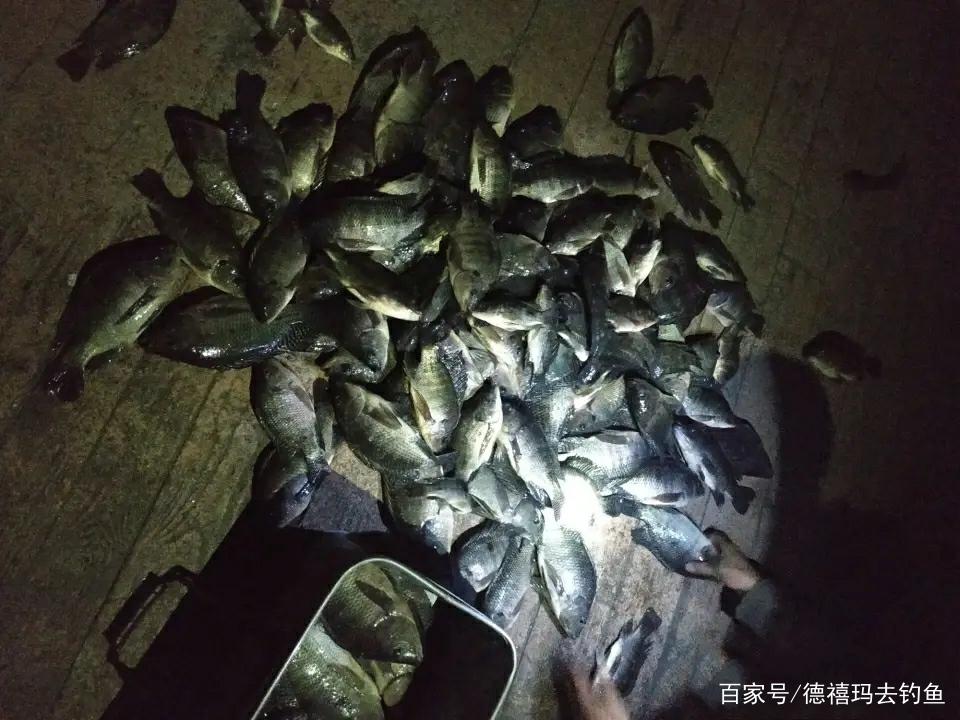 養殖羅非與野生羅非釣法釋疑