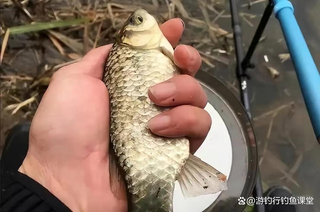 為何野外鯽魚釣不好？今天全套攻略送給你