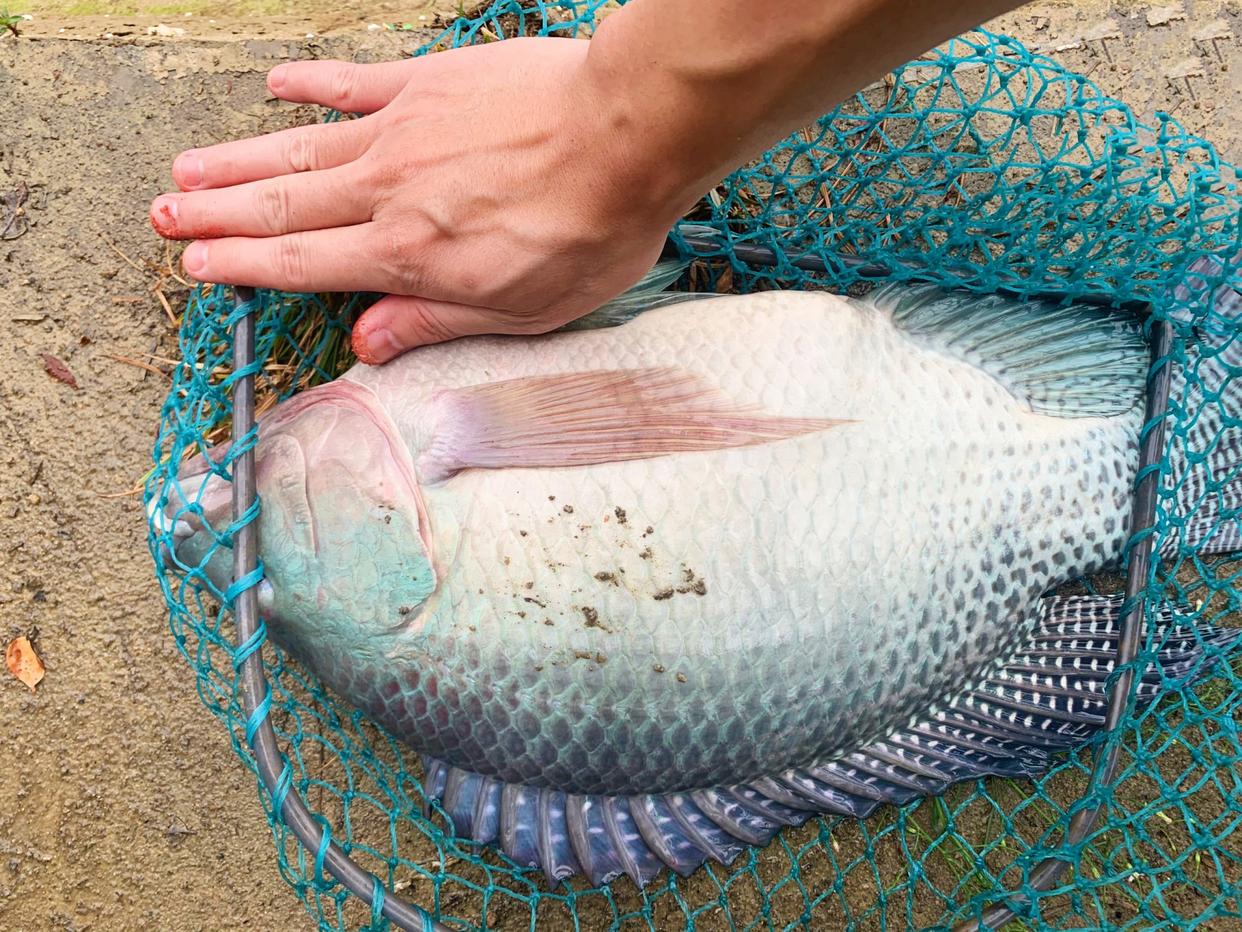 真能長！廣東一釣友釣獲巨型羅非，魚頭快比手掌大