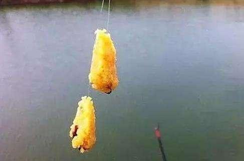 漲姿勢！非常有效的3款釣鯉魚餌料配方，3小時狂拉67斤鯉魚！