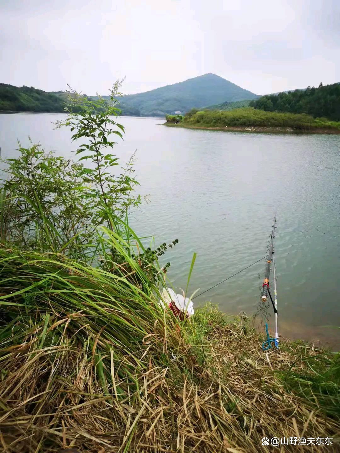 秋季如何垂釣草魚？注意這三個方面，漁獲差不了
