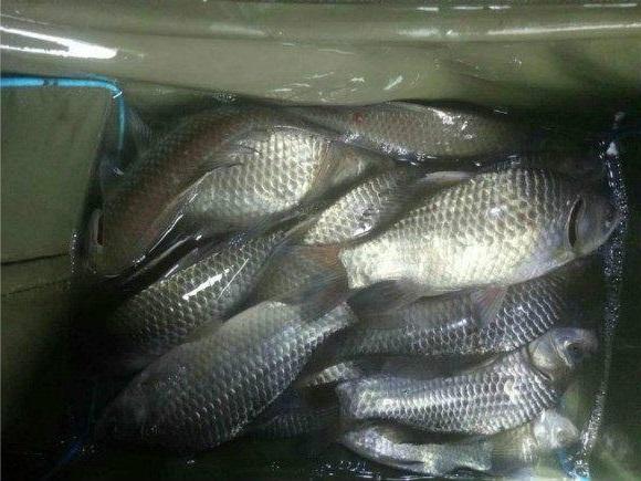 最近發現一個好釣點，竿越長釣的鯽魚越大越多，就是有點累人