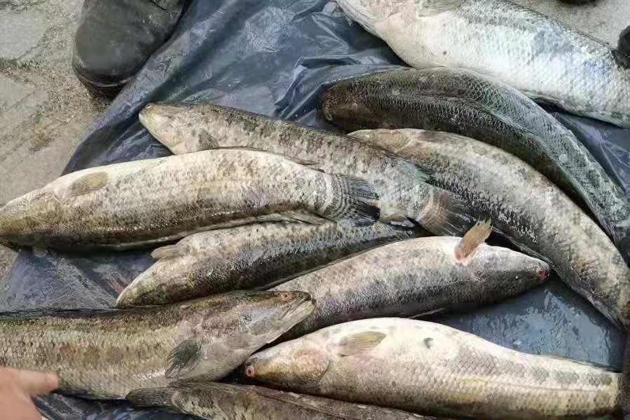 一時忘了告訴你，對付黑魚我只需用這釣法，操作簡單，遛魚特過癮