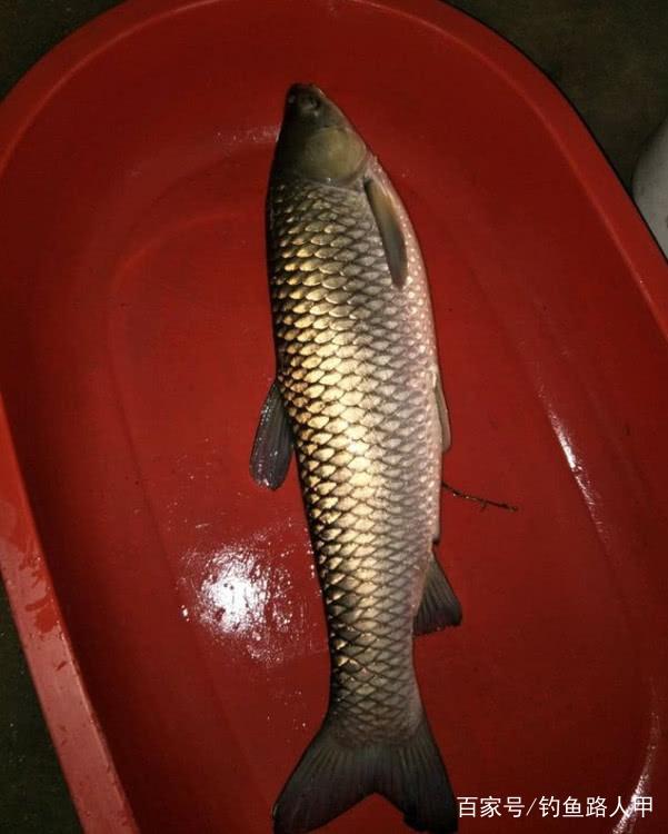 為啥野釣很少釣到草魚？不是草魚數量太少，而是這幾點沒做好