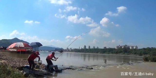 為什么這么多人喜歡釣鯉魚？原來很棒的魚，難怪這么多人喜歡釣魚