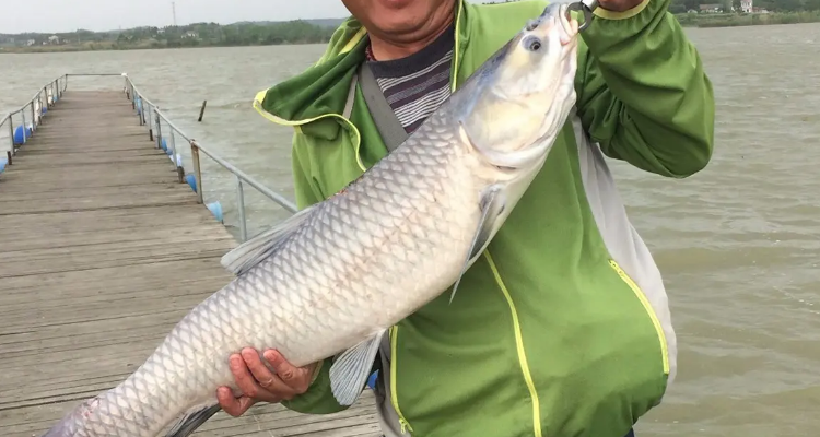 黑坑釣青魚為什么不讓用花生