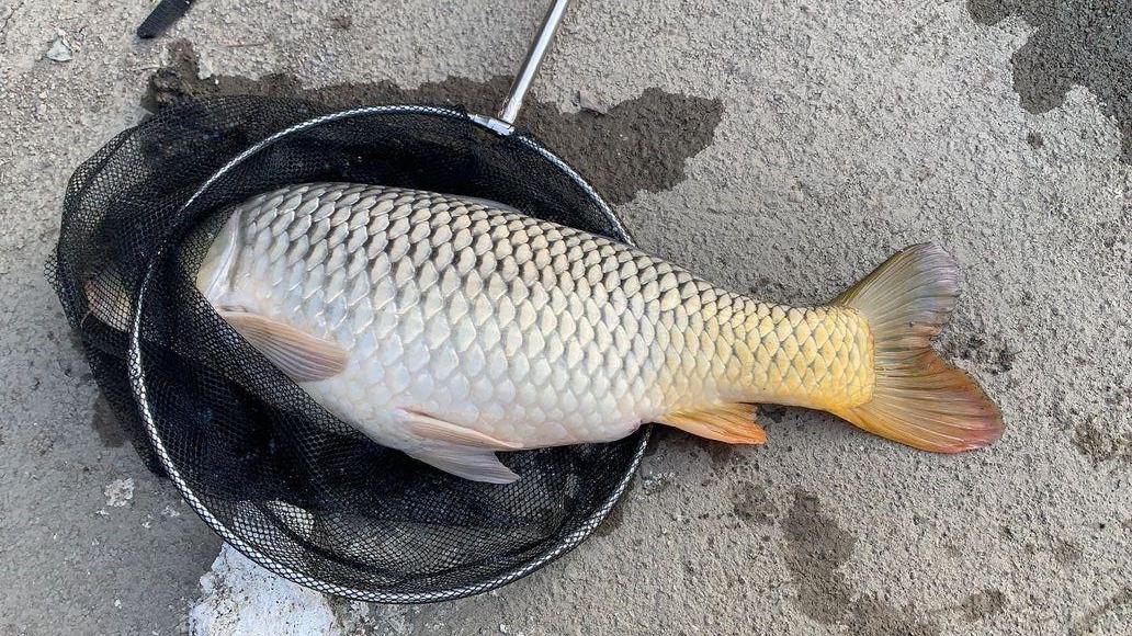 初夏野釣大鯉魚全攻略，用此法釣鯉魚，連竿上魚是有保障的