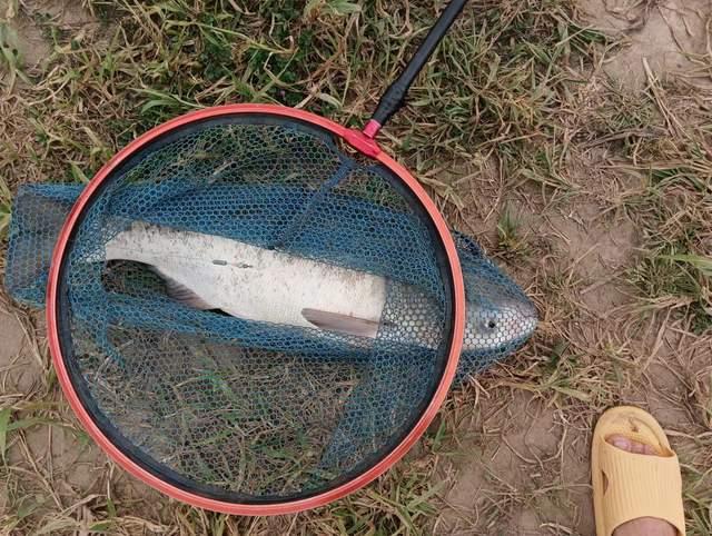 夏季釣鰱鳙全攻略，拉力過癮，釣法簡單