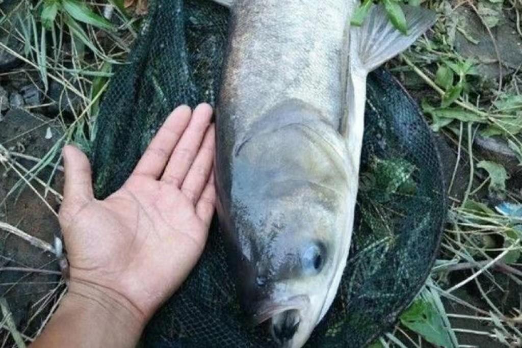 新手釣鰱魚攻略：這5點“技巧”一定要牢記！教你快速出魚