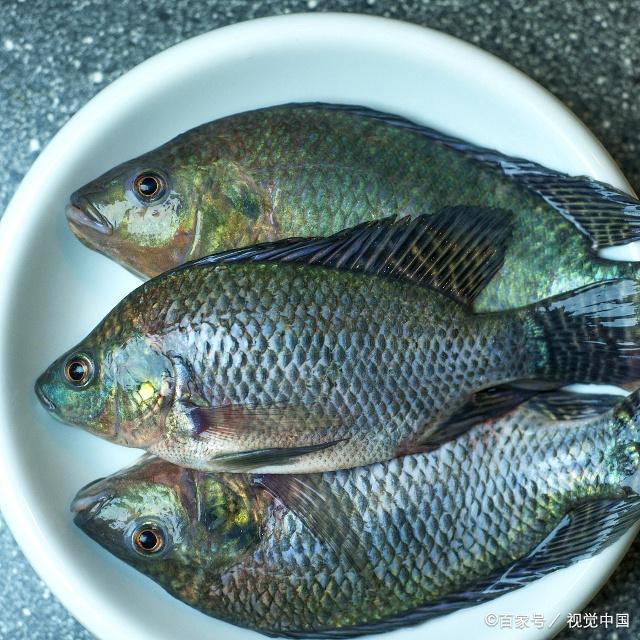 釣羅非注意這幾點，大羅非一個接一個，每次都是漁獲滿滿