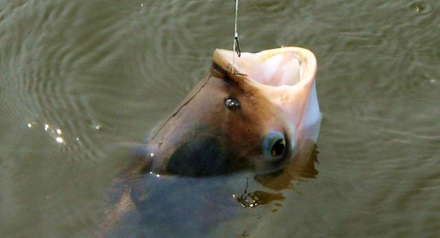 野釣鰱鳙的“三大法寶”，魚獲差距的主要原因
