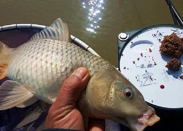 野釣大鯉魚，記住3個爆護“秘訣”，大鯉魚排隊進窩，不爆護都難