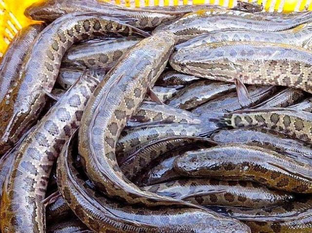 黑魚的生活習性，餌料與釣法