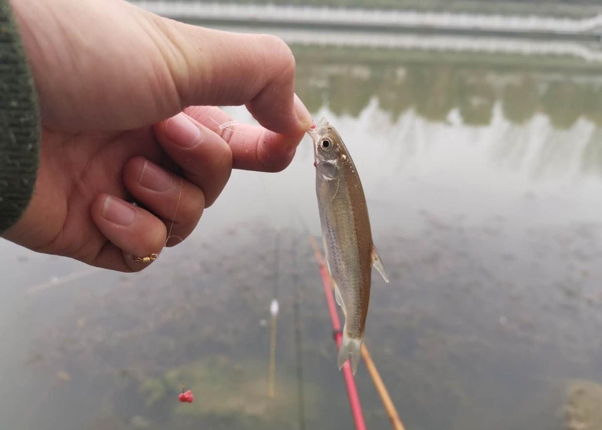 野釣遇到小魚鬧窩怎么辦？教你5個方法，輕松搞定