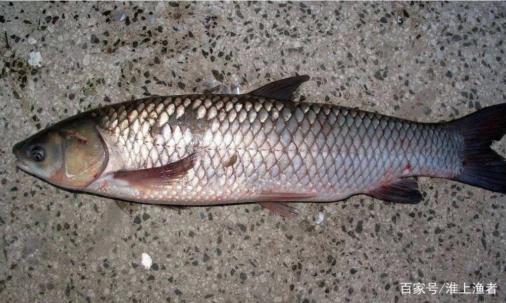 老釣友教你，夏季怎么選擇草魚的釣點窩料，快來學學吧