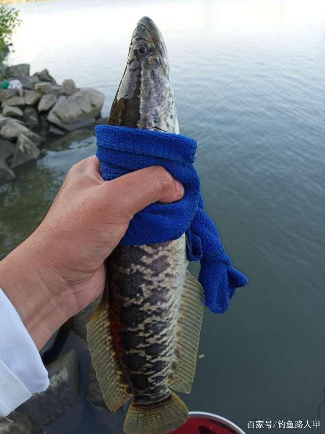 3月的黑魚已經很好釣了，只需準備一支硬竿，每天都能釣好幾條