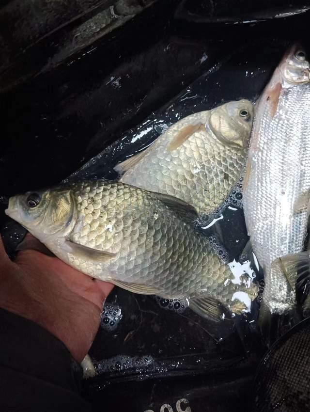 暮春野釣大鯽魚攻略，活躍在這幾種地方，避小魚是關鍵
