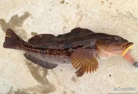 北方海域常見海魚（6）：六線魚（及其釣法）