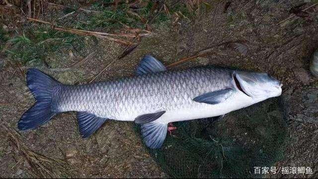 釣青魚技巧，青魚應該怎么釣？
