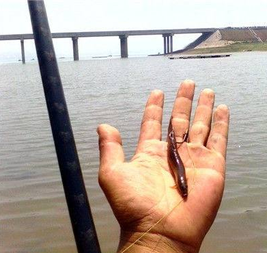5月至7月釣黑魚，釣友還有意外收入，那黑魚怎么釣呢