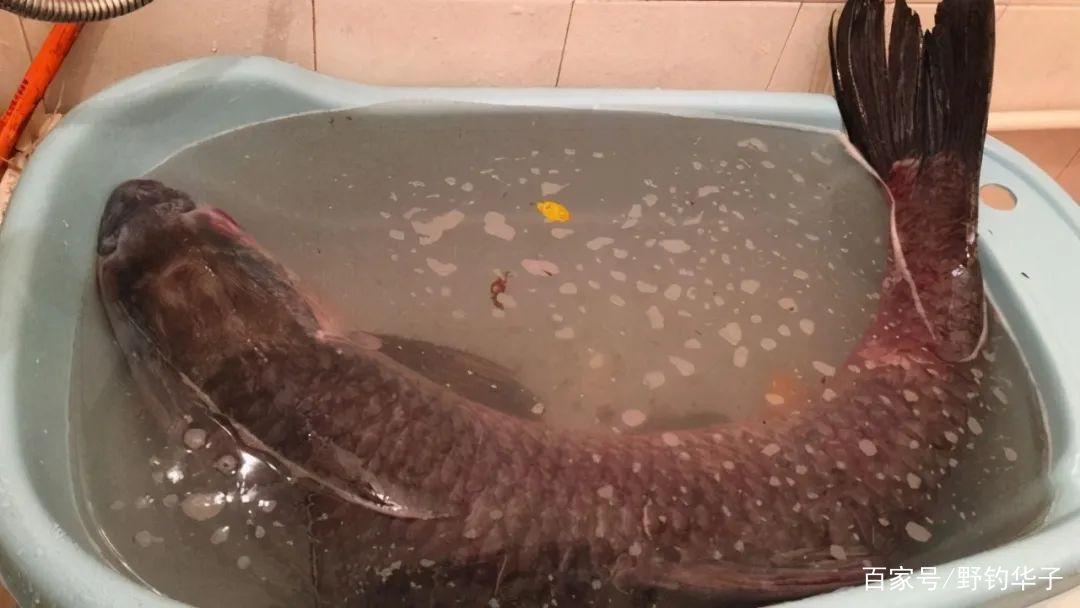 小伙釣獲30多斤大青魚，一鍋裝不下，這該怎么辦？